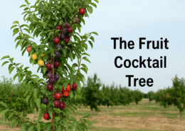 The Fruit Cocktail Tree: How can one tree bear many fruits?