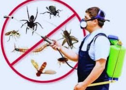 Termite Control Treatment Services in Lahore – Protect Your Home from Silent Damage