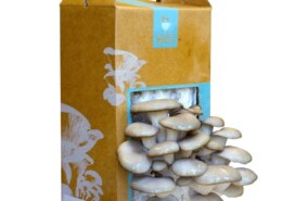 Custom Mushroom Boxes for Fresh and Safe Storage
